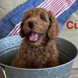 Goldendoodles from Summer Golden Doodles