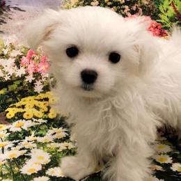 Girl 1 - White female Maltese puppy in North Myrtle Beach, South Carolina from Perfect Puppies