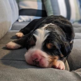Williwaw - Bernese Mountain Dog puppy in Hotchkiss, Colorado from Grand Mesa Mountain Dogs