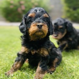 Lily - Black and tan Cavapoo puppy in Phoenix, Arizona from Camelback Cavaliers