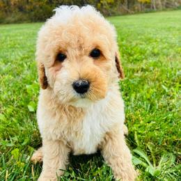 Gunner - Apricot male Goldendoodle puppy in Auburn, Indiana from Martin’s Doodles