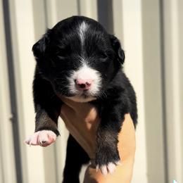 Australian Cattle Dog, Australian Shepherd, Companion Cross, and Miniature Australian Shepherd Puppies from MK Aussies