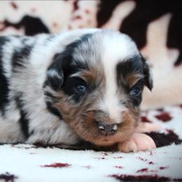 Honor - Blue merle male Miniature Australian Shepherd puppy in Ixonia, Wisconsin from Hunt N Oaks