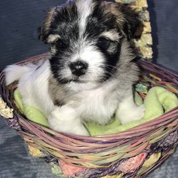 Havanese Puppies from Selah Havanese
