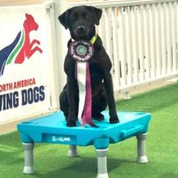 Labrador Retrievers from Bourbon Creek Retrievers