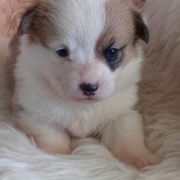 Pembroke Welsh Corgi Puppies from Amatskennel - Stubby Tails Ranch