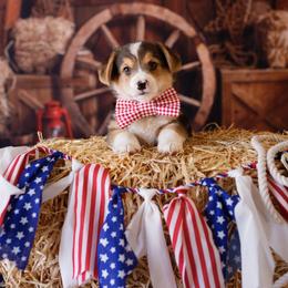 Pembroke Welsh Corgi Puppies from Big Sky Corgis