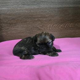 Girl 1 - Brindle female Shih Tzu puppy in Meadows Of Dan, Virginia from Walt’s Shih Tzus