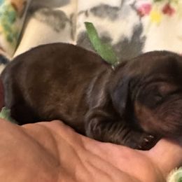 Tater - Black and tan male Dachshund puppy in Monitor, Washington from Shannon Dolly’s Dachshunds