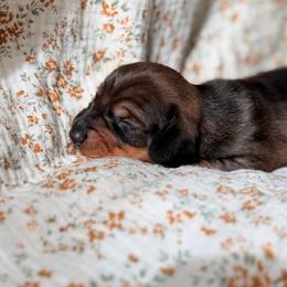Dachshund Puppies from Drift & Dash Dachshunds
