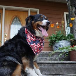 Taffy - Australian Shepherd