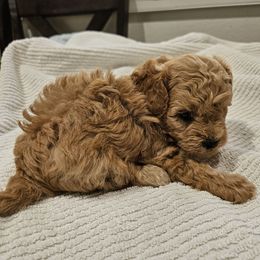 Romeo - Apricot male Poodle puppy in Corona, California from Poodle house CA