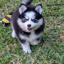 Brie - 1900 - Black and white female Pomsky puppy in Spring Hill, Florida from www.PuppyTimeEmporium.com