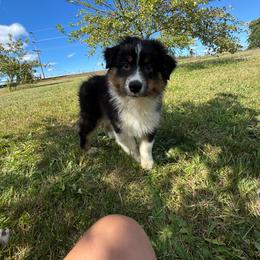 BTM2 - Black tri-color male Australian Shepherd puppy in Chehalis, Washington from Wandering Acres Ranch