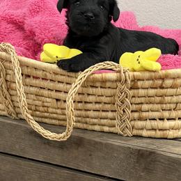 Black - Black male Miniature Schnauzer puppy in Garrison, Texas from RNH Schnauzers