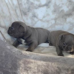 French Bulldogs from Long Island Frenchie