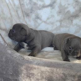 French Bulldogs from Long Island Frenchie