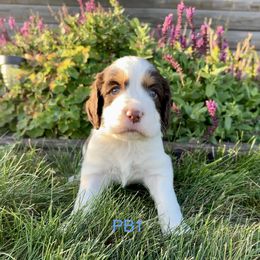 PB1 - Liver white and tan male English Springer Spaniel puppy in Britton, South Dakota from K&S Canines