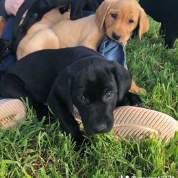 Labrador Retriever Puppies from Fuller Paws of Texas