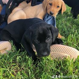 Labrador Retriever Puppies from Fuller Paws of Texas