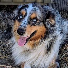 Chief - Australian Shepherd