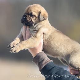 Ember - Fawn female Cane Corso puppy in Cable, Ohio from Americana Cane Corso