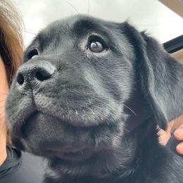 Labrador Retriever Puppies from Judy Lesch's Labrador Retrievers