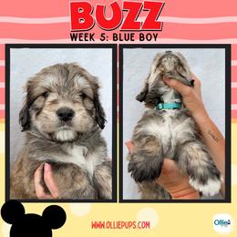 Buzz (Blue) - male Golden Mountain Doodle puppy in Boiling Springs, South Carolina from OlliePups, LLC