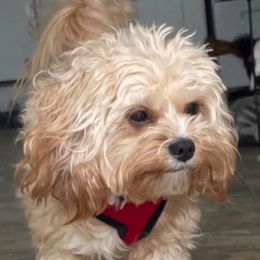 Yogi - Cavapoo