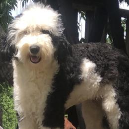 Keeleigh - Sheepadoodle