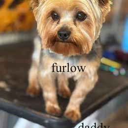 Elvis - Yorkshire Terrier