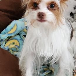 Savanna - Yorkshire Terrier