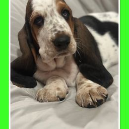 Green Collar -Male - Basset Hound puppy from Pawmetto Hounds