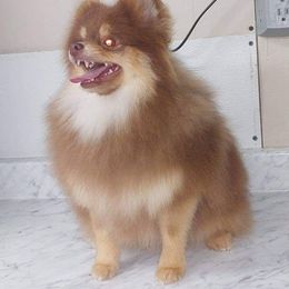 Tito - Pomeranian