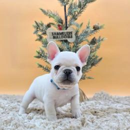 Muenster - Cream male French Bulldog puppy in Wisconsin from Shameless Bulldogs LLC