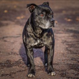 Hennessy - Staffordshire Bull Terrier