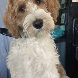 Australian Labradoodle Puppies from Whimsical Labradoodles