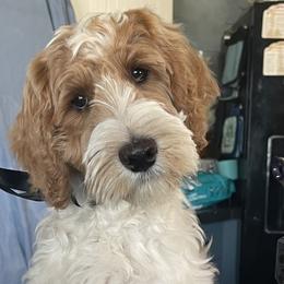 Australian Labradoodle Puppies from Whimsical Labradoodles