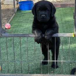 Labrador Retriever Puppies from Niall’s Labrador Retrievers