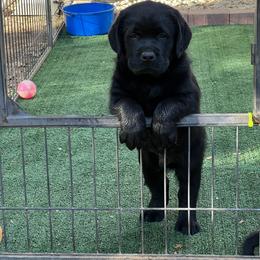 Labrador Retriever Puppies from Niall’s Labrador Retrievers