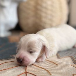 Brisk - Cream male Dachshund puppy in Martinsville, Virginia from Ana’s Beautiful Doxies