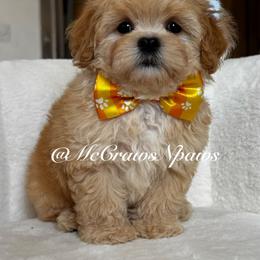 Little Bingo - Apricot female Maltipoo puppy in Hesperia, California from McCraws N Paws