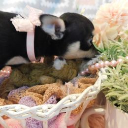 Chihuahua Puppies from Fine Whines & Lickers