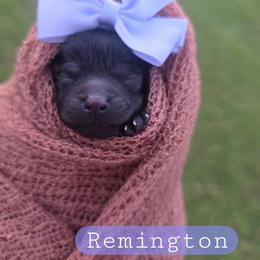 Remi (Remington) - female Cavapoochon puppy in Bullard, Texas from Cavapoochon Central LLC