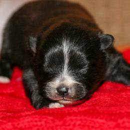 Bingley - Black parti male Pomeranian puppy in Bremen, Indiana from AMS Pomeranians and Pomskies in Indiana