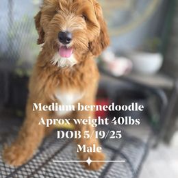 Gouda boy 3 - Red male Bernedoodle puppy in Tampa, Florida from TOP NOTCH PUPS- BERNEDOODLE BREEDER