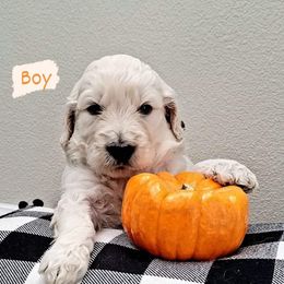 Goldendoodle Puppies from Kolle Goldendoodles
