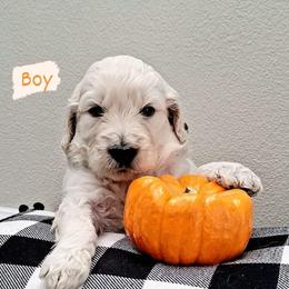 Goldendoodle Puppies from Kolle Goldendoodles