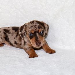 Brody - Dapple male Dachshund puppy in Coldwater, Mississippi from Mississippi Shorties Miniature Dachshunds