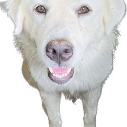 Vada - Great Pyrenees